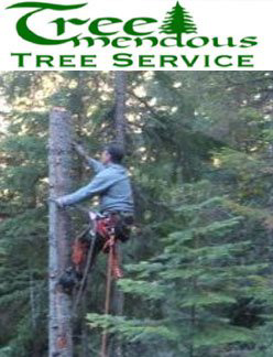 An arborist safely climbing a tree trunk with a harness and saw for Treemendous Tree in Seattle, WA.