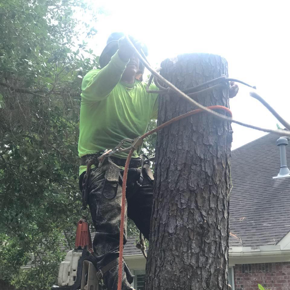 An arborist in safety gear climbing a tree trunk for removal or trimming by Victor Tree Services in Houston, TX.