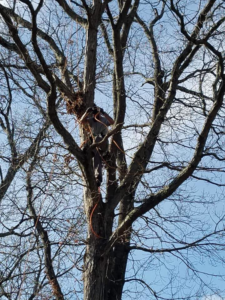 An arborist climbing and working high in a large tree for Ty The Tree Guy in Worcester, MA.