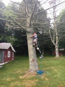 An arborist climbing a tree with ropes and a chainsaw, performing tree removal services for B&B Tree Service in Wilmington, NC.