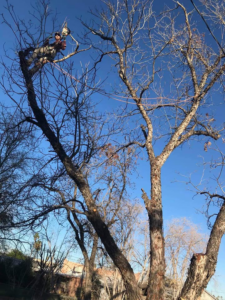 An arborist climbing a bare tree with a chainsaw for tree removal services by Crowning Arborist in Phoenix, AZ.
