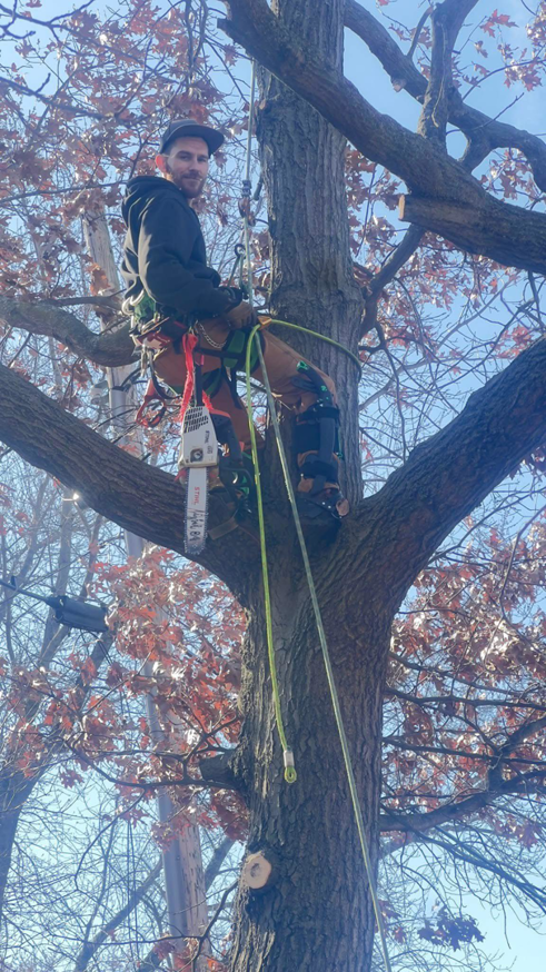 An arborist safely climbing a tree with a chainsaw and harness for Drop Zone Tree Care LLC in Madison, WI