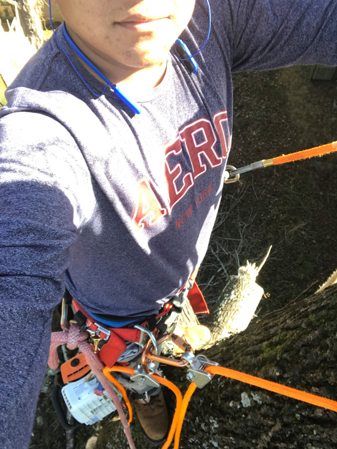 An arborist climbing a tree with a chainsaw attached to their harness, performing tree service for East Auburn Tree Service in Auburn, AL.