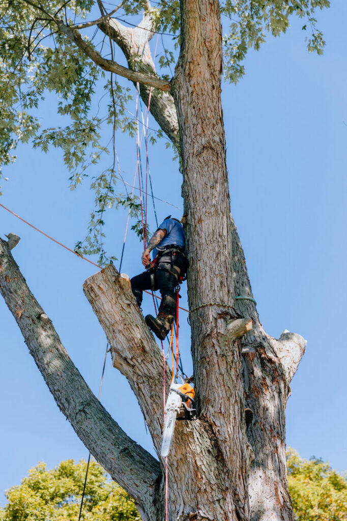 An arborist safely climbing and working high in a tree with ropes and a chainsaw for Hercules Tree Service in Akron, OH.