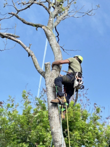An arborist safely climbing a tree with a chainsaw and ropes for Makeover Tree Care in Austin, TX.