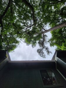 An arborist climbing a tree with ropes and a chainsaw, performing tree service for Mr. Stump Tree Service in Colorado Springs, CO.
