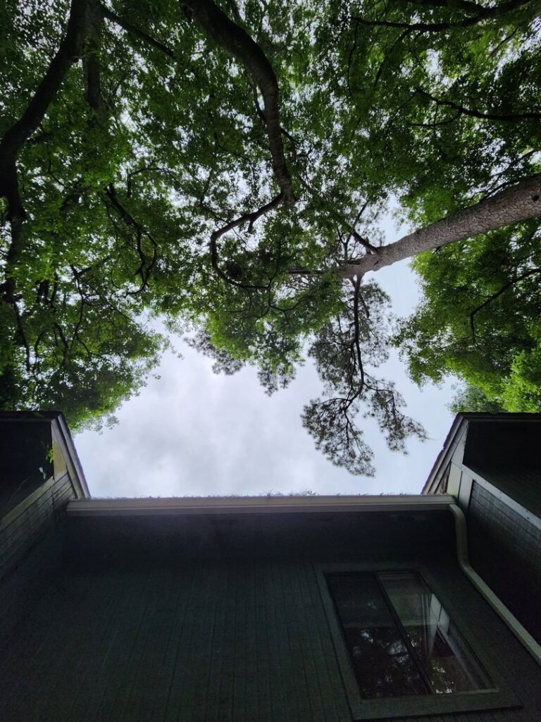 An arborist climbing a tree with ropes and a chainsaw, performing tree service for Mr. Stump Tree Service in Colorado Springs, CO.