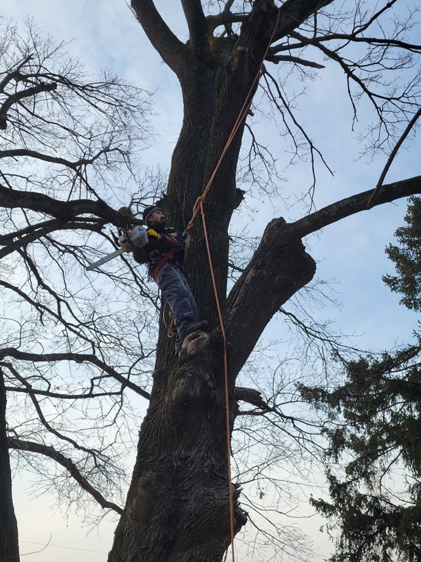 An arborist climbing a large tree with a chainsaw, performing tree services for Palacios Tree Services in New Castle, DE.