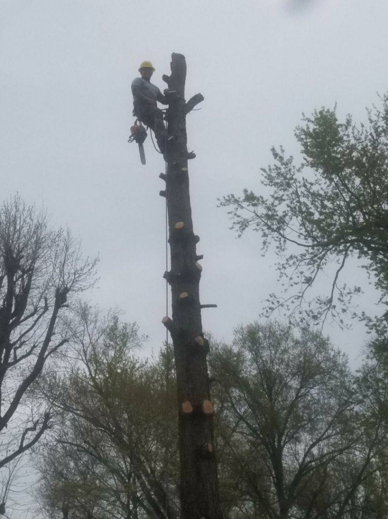 An arborist high in a tall tree trunk with a chainsaw, performing tree removal for Scotty's Tree Service in Marion, IL.