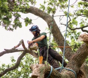 An arborist with climbing gear and a chainsaw actively cutting a tree branch for The Tree Service in Knoxville, TN.