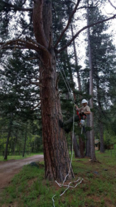 An arborist climbing a tall tree with a chainsaw, performing tree service for Treeincarnation MT in Helena, MT.