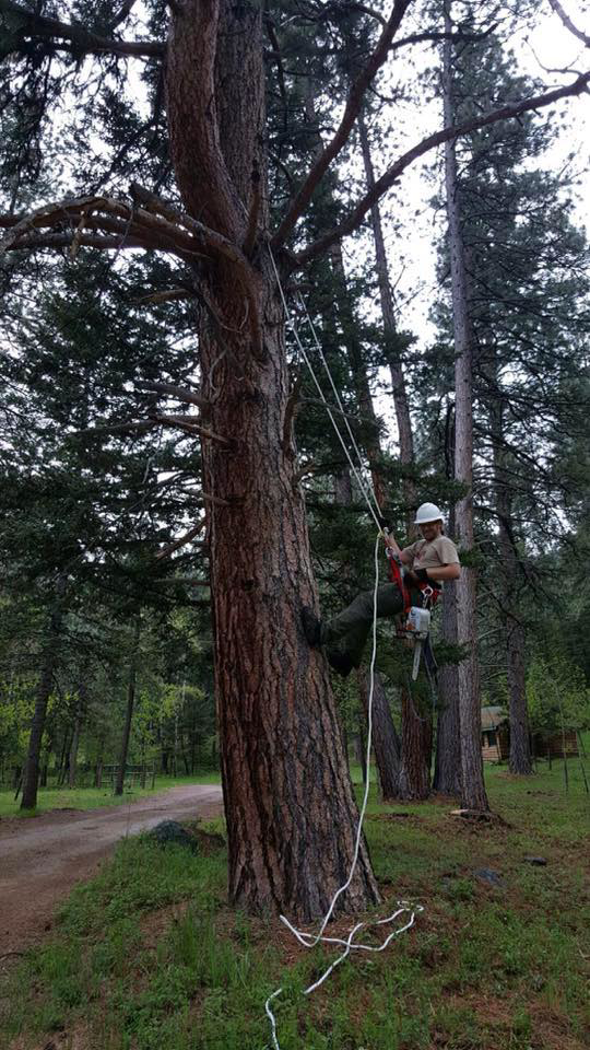 An arborist climbing a tall tree with a chainsaw, performing tree service for Treeincarnation MT in Helena, MT.