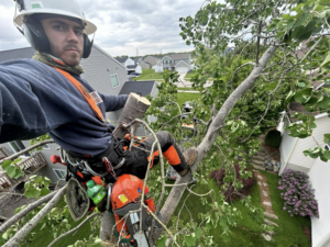 A professional arborist in safety gear climbing a tree with a chainsaw, performing tree removal for Wyn Tree Service in Grand Rapids, MI.