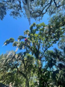An arborist suspended by ropes high in a tree, with a crane arm assisting, performing tree work for Royal Oak Tree Services in Jacksonville, FL.