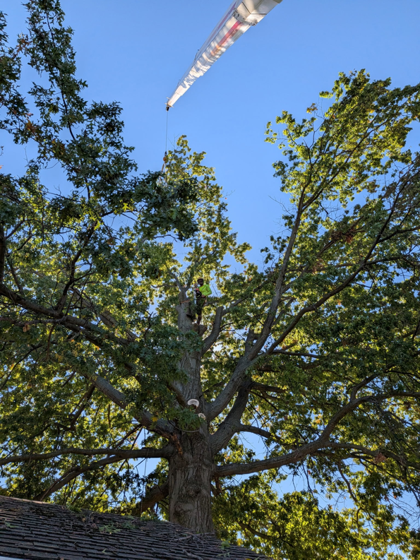 An arborist from Sharp Edge Tree & Landscape climbing a large tree with crane support for trimming or removal in Cleveland, OH.