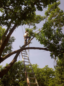 An arborist from Tom's Lawn and Tree Care climbing a tree with a ladder in Colorado Springs, CO.