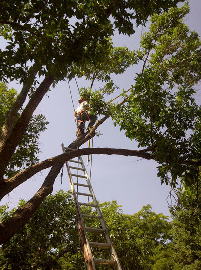 An arborist from Tom's Lawn and Tree Care climbing a tree with a ladder in Colorado Springs, CO.