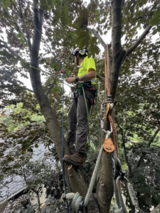 An arborist safely climbing a tree with ropes and rigging for Rooted Treeworks in Plymouth, MN.