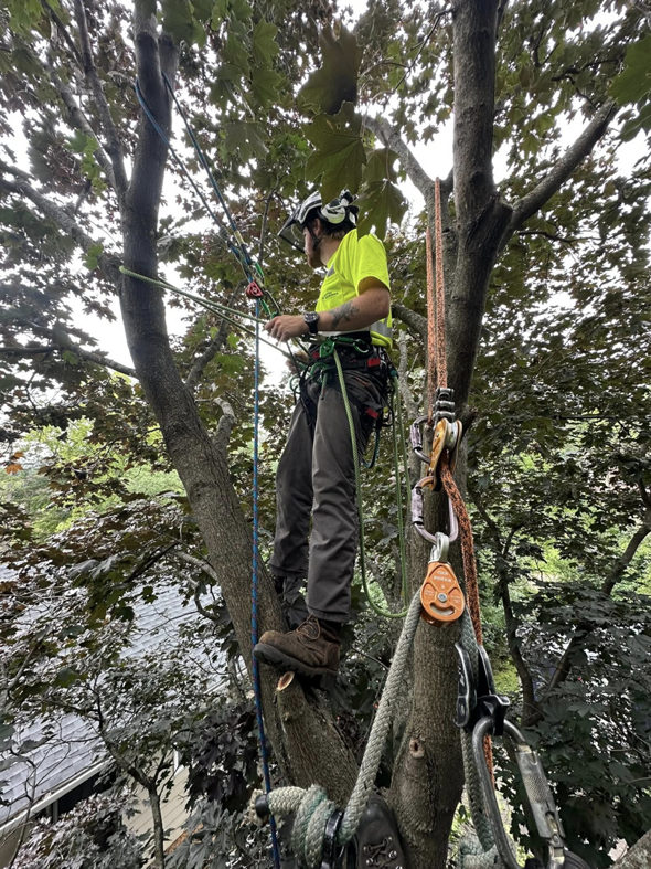 An arborist safely climbing a tree with ropes and rigging for Rooted Treeworks in Plymouth, MN.