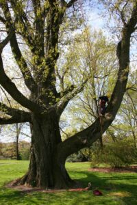 An arborist climbing a large tree using ropes and harness, performing tree work for Front Range Arborists in Colorado Springs, CO.