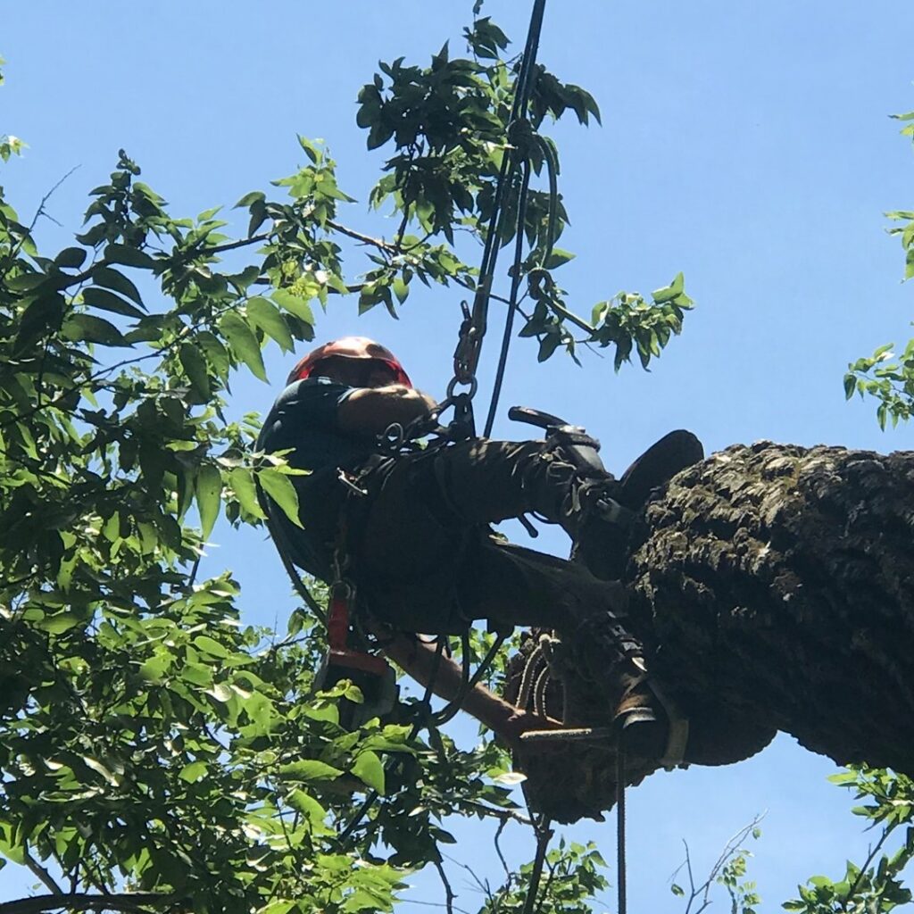 An arborist climbing a tree with ropes and safety gear for Humbolt Tree Service in Wichita, KS