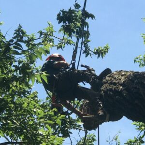 An arborist climbing a tree with ropes and safety gear for Humbolt Tree Service in Wichita, KS