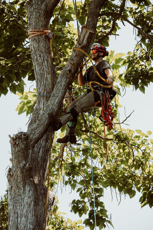 An arborist safely climbing a tree with ropes and harness, preparing for tree service by Crown Cleaners in Warwick, RI.