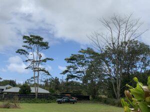 An arborist climbing high in a tree with a work truck parked below, performing tree services for Island Treescape in Ninole, HI.