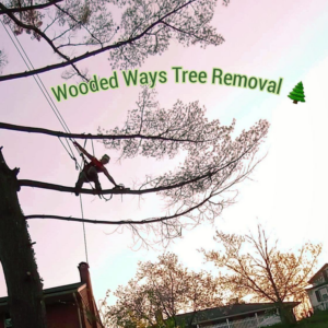 An arborist in a harness climbing a tree branch for Wooded Ways Tree Removal in Cincinnati, OH.