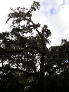 An arborist climbing and trimming branches on a large tree covered in Spanish moss, provided by Nature boyz tree service in Pittsburgh, PA.