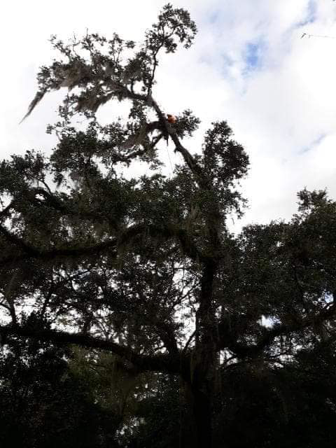 An arborist climbing and trimming branches on a large tree covered in Spanish moss, provided by Nature boyz tree service in Pittsburgh, PA.