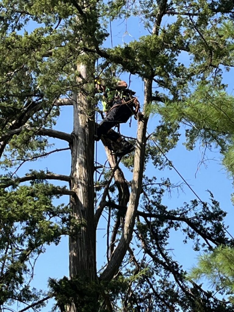 An arborist from Monster Tree Service of Omaha, NE, is safely climbing and trimming branches in a tall, leafy tree.