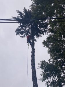 An arborist safely climbing and trimming branches from a tall tree, performing tree service for Collier Lawn & Tree in Akron, OH.