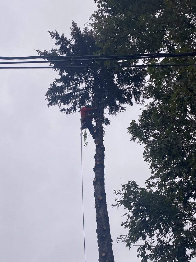 An arborist safely climbing and trimming branches from a tall tree, performing tree service for Collier Lawn & Tree in Akron, OH.