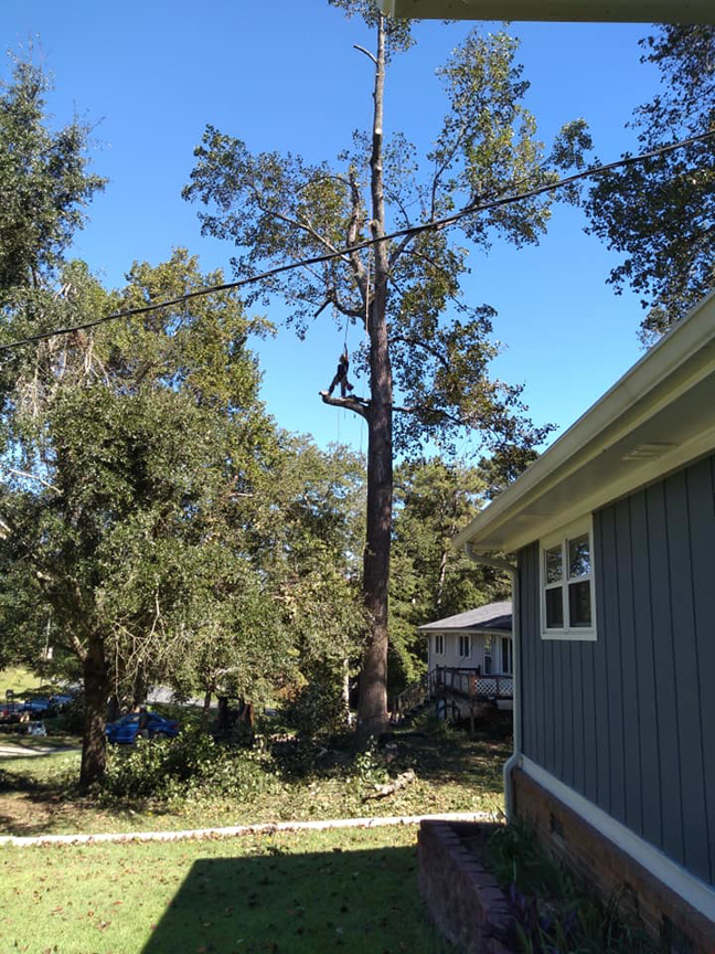 An arborist climbing and trimming a tall tree during a service by Full Throttle Tree Service in Douglasville, GA