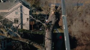 An arborist performing crane-assisted tree removal or pruning for Arbor Aesthetics Tree Service in Omaha, NE.