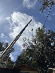 An arborist suspended by a crane performing tree removal near power lines for Souza & Son's Tree Service in Jacksonville, FL.