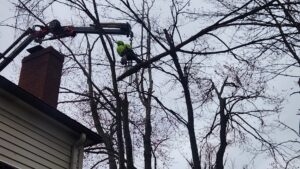 An arborist suspended by a crane cutting a tree branch during trimming by Ecotree Services LLC in Lorain, OH.
