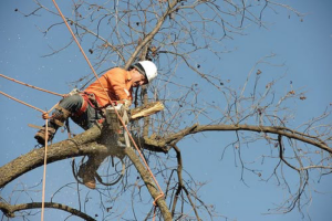 An arborist safely harnessed in a tree, using a chainsaw to cut a branch for Expert Tree Service in San Diego, CA.