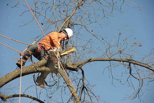 An arborist safely harnessed in a tree, using a chainsaw to cut a branch for Expert Tree Service in San Diego, CA.