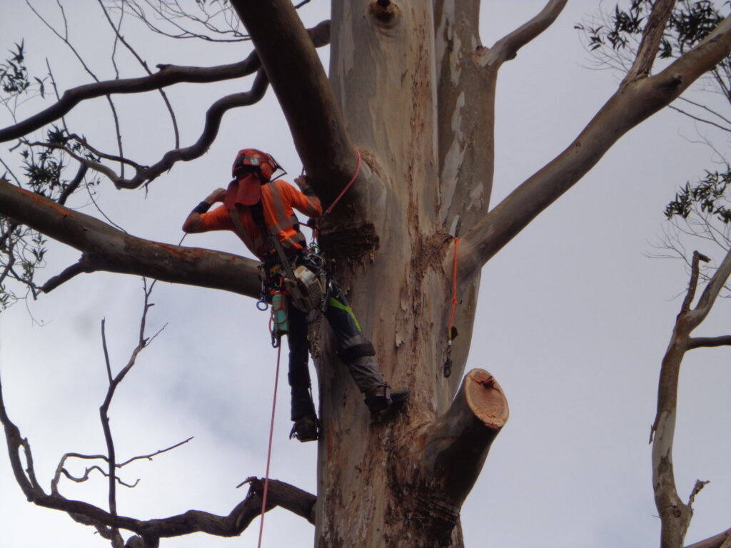 An arborist in climbing gear high in a tree, using a chainsaw to cut a branch, performing tree trimming for Island Treescape in Ninole, HI.