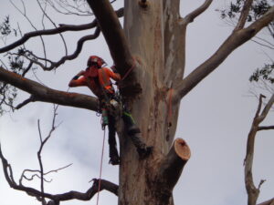 An arborist in climbing gear high in a tree, using a chainsaw to cut a branch, performing tree trimming for Island Treescape in Ninole, HI.