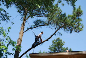 An arborist safely cutting a tree branch near a residential roof for Daniel's Tree Service in Columbia, SC.