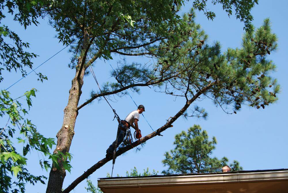 An arborist safely cutting a tree branch near a residential roof for Daniel's Tree Service in Columbia, SC.