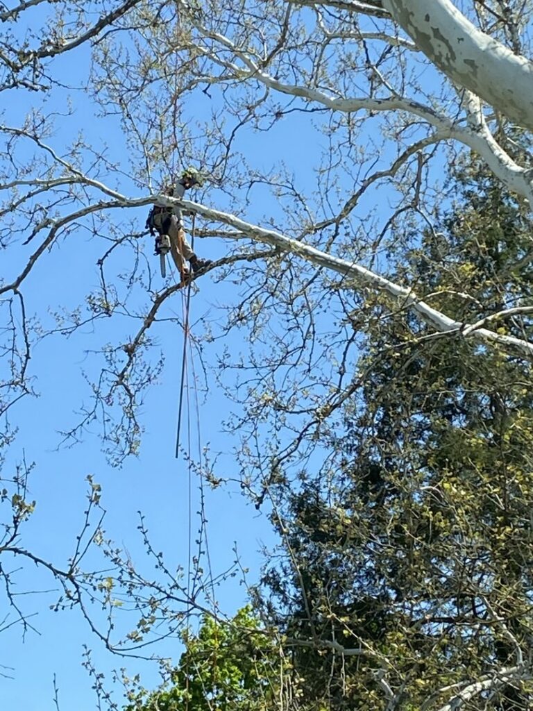 An arborist with a chainsaw harnessed high in a tree cutting a branch for Shechtman Tree Care in Philadelphia, PA.
