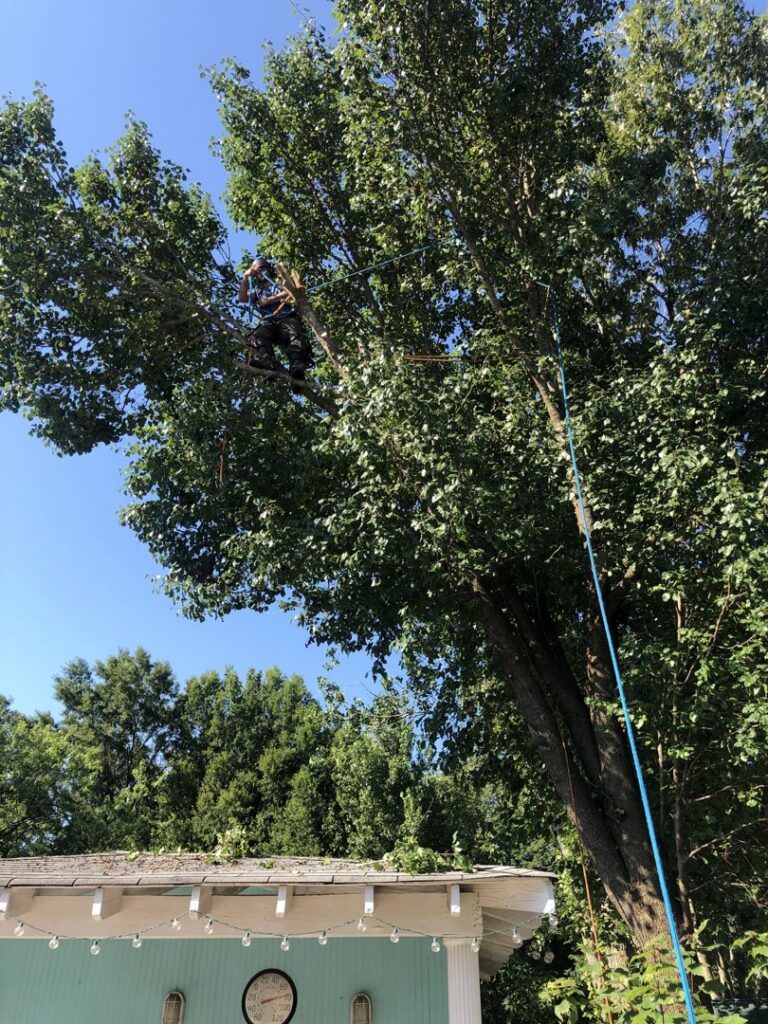 An arborist safely secured with ropes, cutting branches from a large tree, a service offered by J&J's Tree & Lawn in Portsmouth, VA.