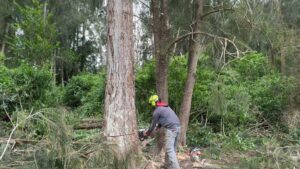 An arborist using a chainsaw to cut down a tree, providing tree removal services for Island Treescape in Ninole, HI.