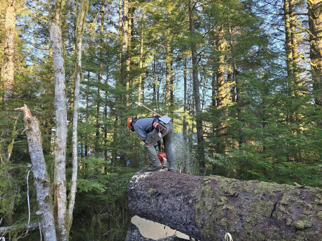 An arborist cutting a large fallen log with a chainsaw in a forest for Timberscape Industries LLC in Ketchikan, AK.