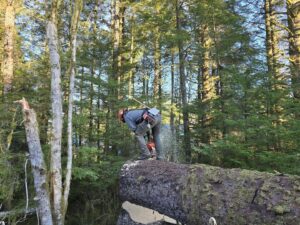 An arborist cutting a large fallen log with a chainsaw in a forest for Timberscape Industries LLC in Ketchikan, AK.