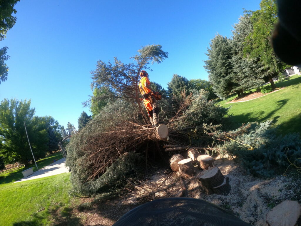 An arborist from Tapson's Tree Service in Boise, ID, cutting a large fallen tree with a chainsaw.